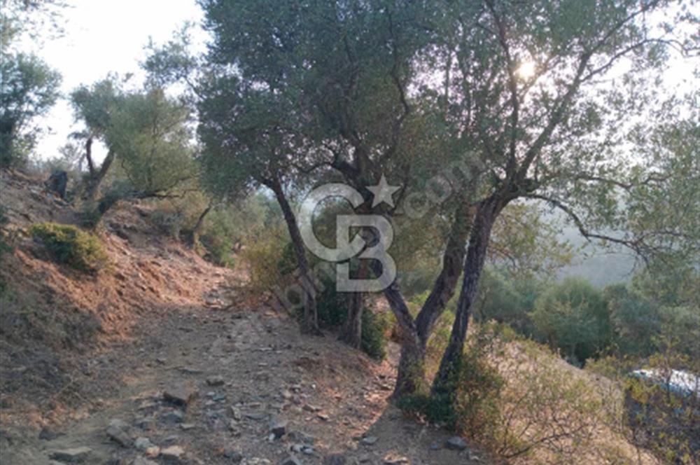 Doğanın Kalbinde Yatırım Fırsatı – Bayındır Kızıloba’da 2.497 Dönüm Zeytinlik