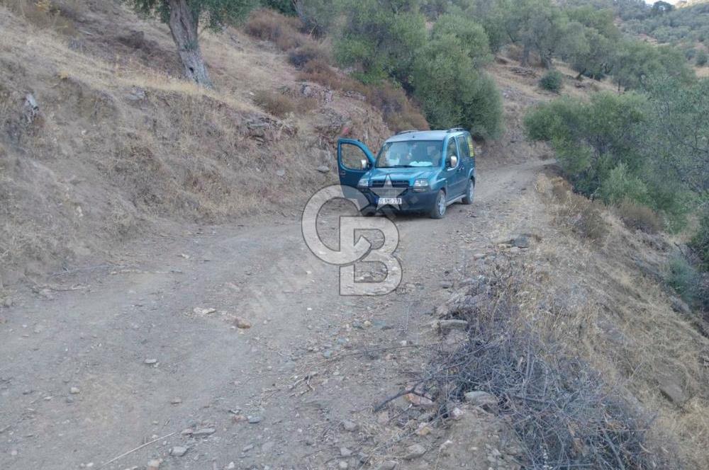 Bayındır Zeytinova Köyünde 1 Km Merkezde, 24 Ağaçlı Zeytinlik