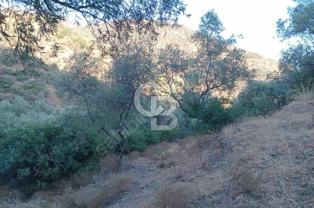 Bayındır Zeytinova Köyünde 1 Km Merkezde, 24 Ağaçlı Zeytinlik