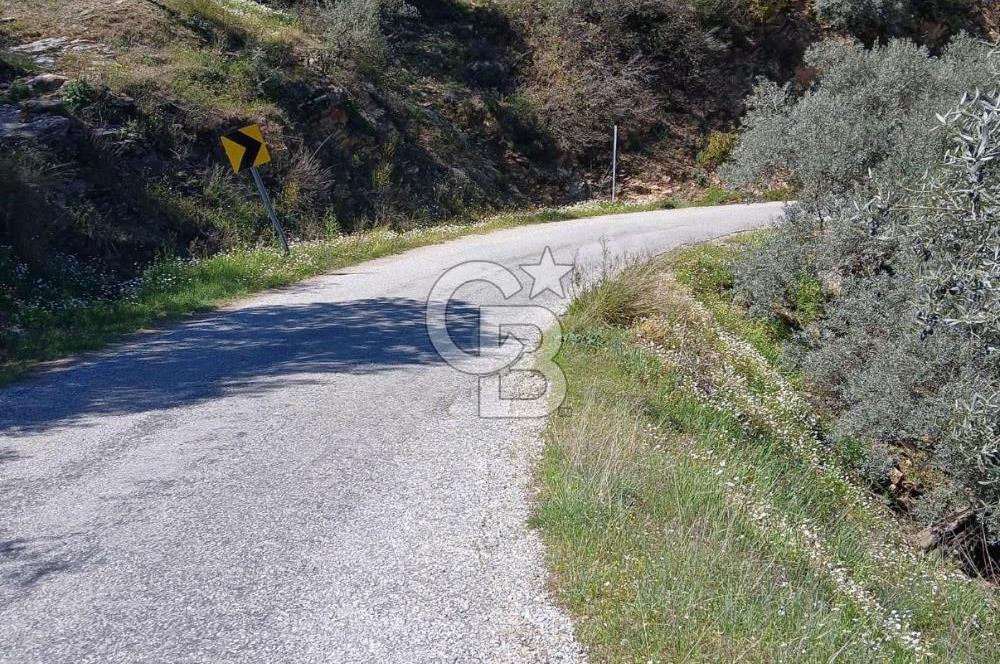 Bayındır Kızıloba’da 119 m² Asfalt Yol Üstü Zeytinlik – Takasa Uygun