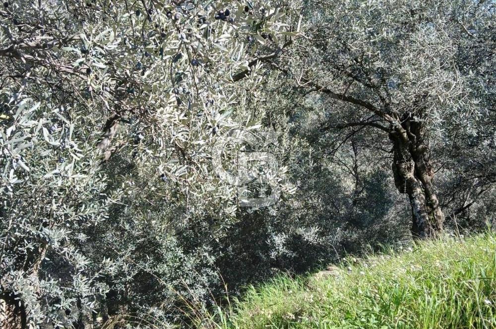 Bayındır Kızıloba’da 119 m² Asfalt Yol Üstü Zeytinlik – Takasa Uygun