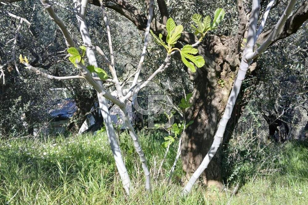 Bayındır Kızıloba’da 119 m² Asfalt Yol Üstü Zeytinlik – Takasa Uygun