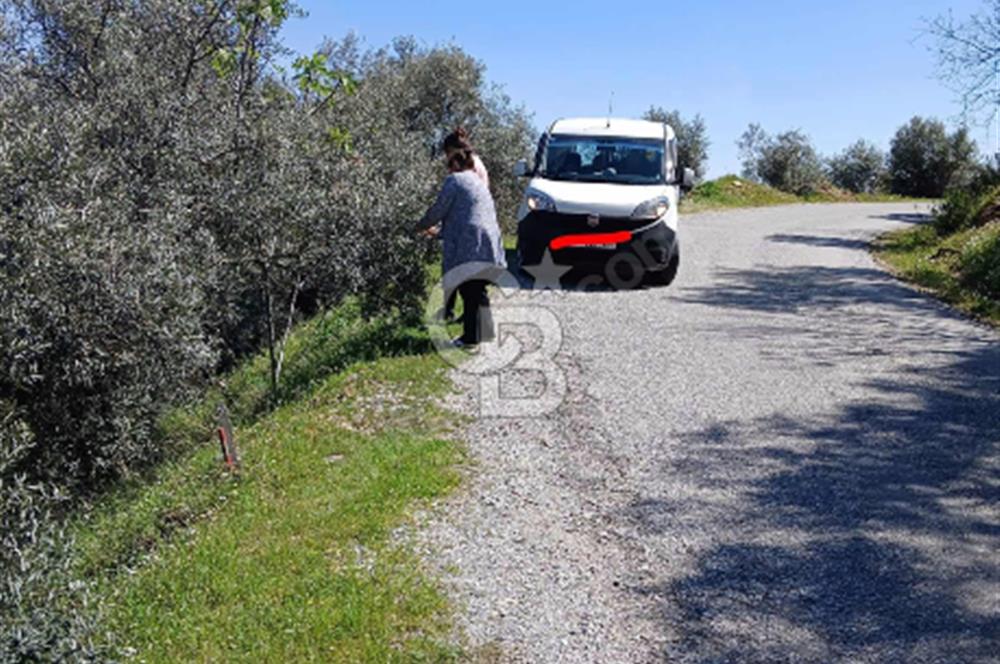 Bayındır Kızıloba’da 119 m² Asfalt Yol Üstü Zeytinlik – Takasa Uygun