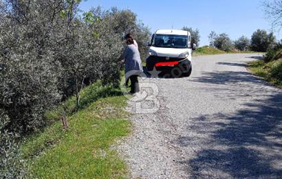 Bayındır Kızıloba’da 119 m² Asfalt Yol Üstü Zeytinlik – Takasa Uygun