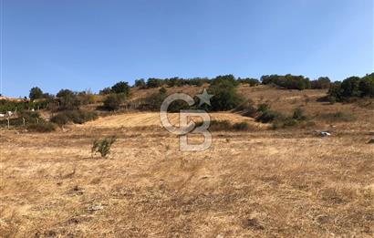 CB KİNG'DEN BALIKESİR / ALTIEYLÜL SELİMİYE MAHALLESİ SATILIK TARLA