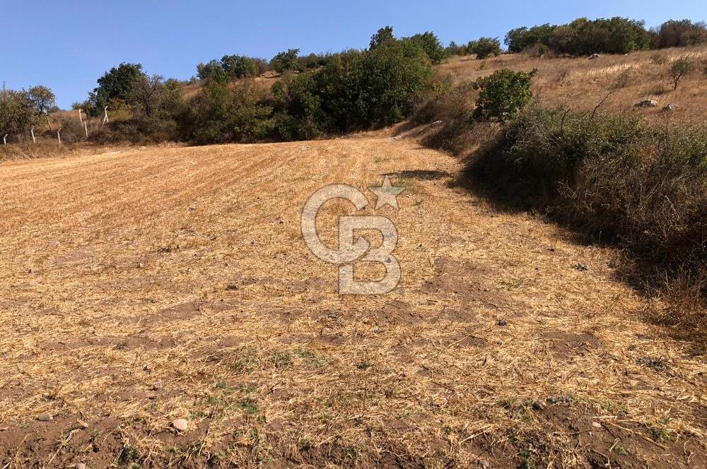 CB KİNG'DEN BALIKESİR / ALTIEYLÜL SELİMİYE MAHALLESİ SATILIK TARLA