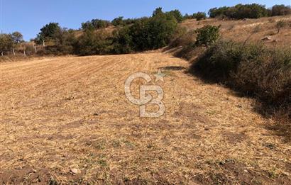 CB KİNG'DEN BALIKESİR / ALTIEYLÜL SELİMİYE MAHALLESİ SATILIK TARLA