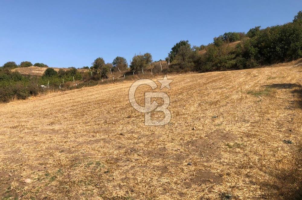 CB KİNG'DEN BALIKESİR / ALTIEYLÜL SELİMİYE MAHALLESİ SATILIK TARLA