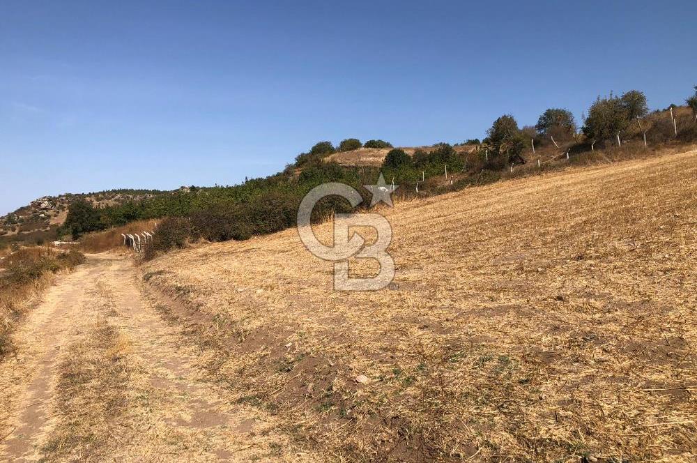 CB KİNG'DEN BALIKESİR / ALTIEYLÜL SELİMİYE MAHALLESİ SATILIK TARLA
