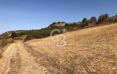 CB KİNG'DEN BALIKESİR / ALTIEYLÜL SELİMİYE MAHALLESİ SATILIK TARLA