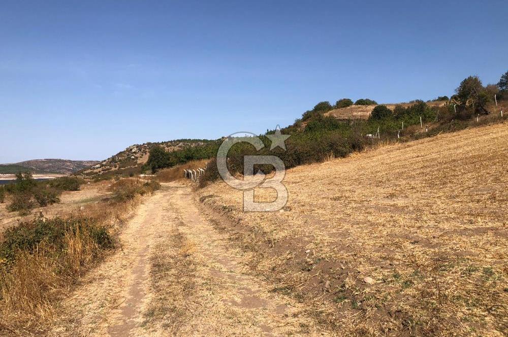 CB KİNG'DEN BALIKESİR / ALTIEYLÜL SELİMİYE MAHALLESİ SATILIK TARLA