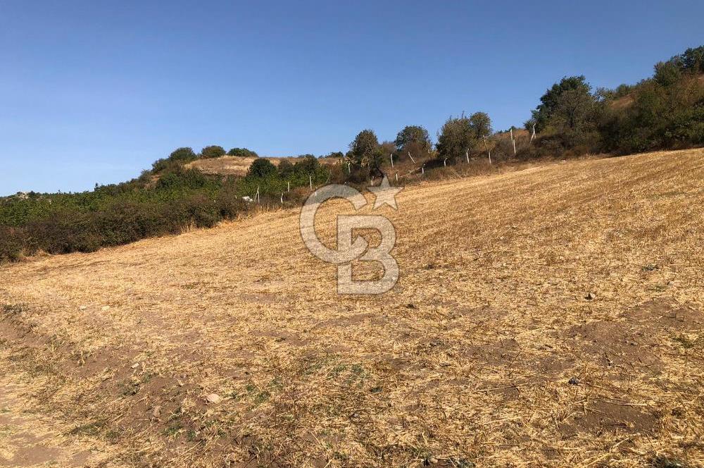 CB KİNG'DEN BALIKESİR / ALTIEYLÜL SELİMİYE MAHALLESİ SATILIK TARLA