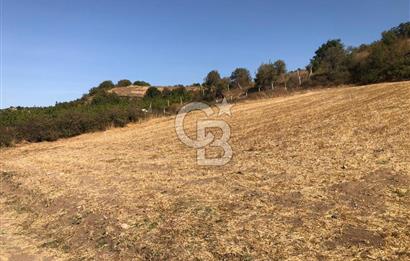 CB KİNG'DEN BALIKESİR / ALTIEYLÜL SELİMİYE MAHALLESİ SATILIK TARLA