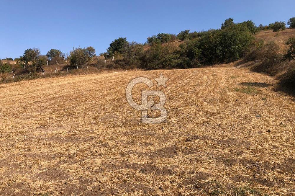 CB KİNG'DEN BALIKESİR / ALTIEYLÜL SELİMİYE MAHALLESİ SATILIK TARLA