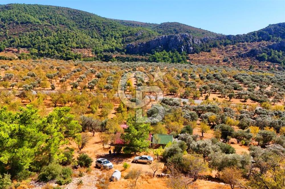 Yakaköy'de, Resmi Yola Cepheli ve Doğa Manzaralı Bademlik