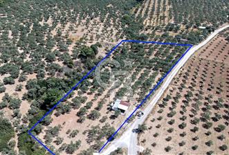 İzmir Torbalı Çakırbeylide Fırsat 3000 m2 Satılık Zeytinlik