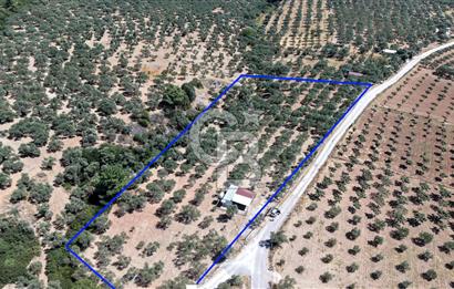 İzmir Torbalı Çakırbeylide Fırsat 3000 m2 Satılık Zeytinlik
