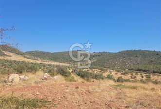 Torbalı'da 6700 m2 Zeytinlik!!!