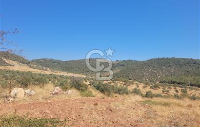 Torbalı'da 6700 m2 Zeytinlik!!!