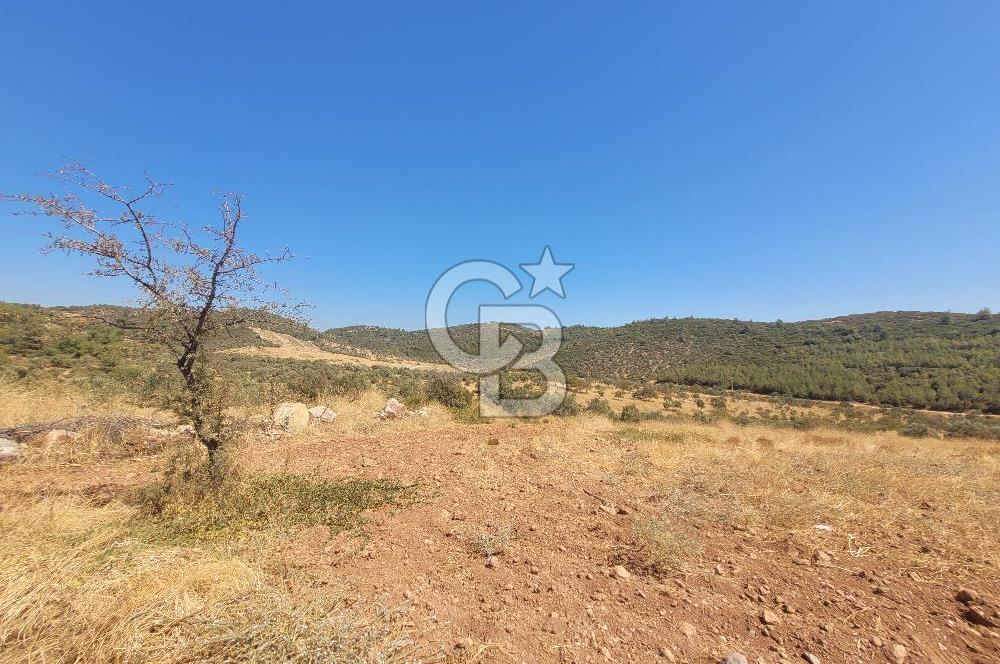 Torbalı'da 6700 m2 Zeytinlik!!!