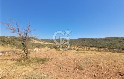 Torbalı'da 6700 m2 Zeytinlik!!!