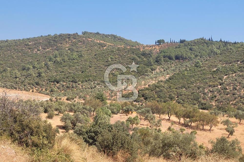 Torbalı'da 6700 m2 Zeytinlik!!!