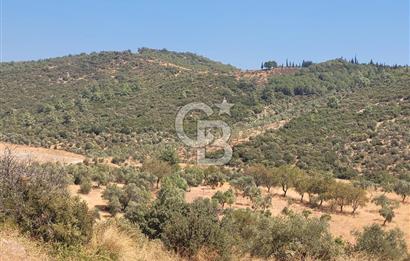 Torbalı'da 6700 m2 Zeytinlik!!!