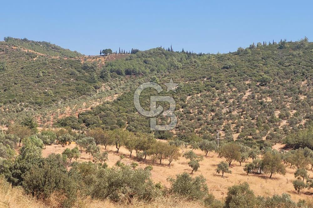 Torbalı'da 6700 m2 Zeytinlik!!!