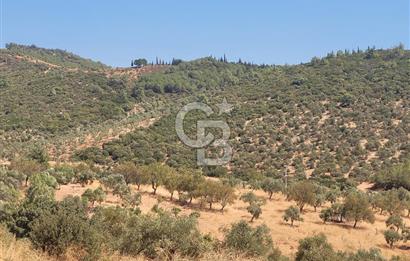Torbalı'da 6700 m2 Zeytinlik!!!