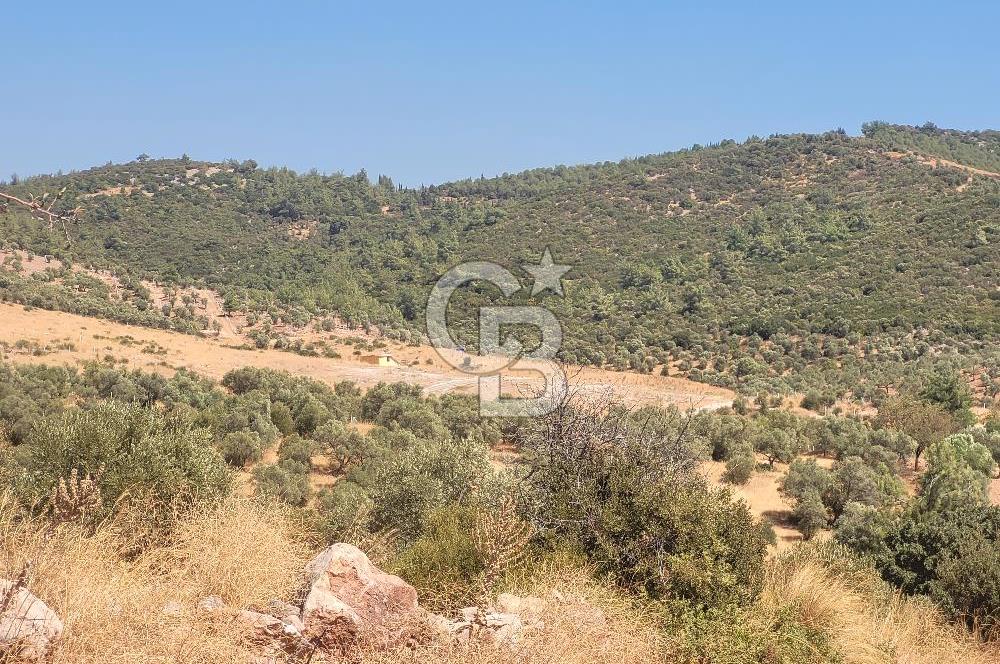 Torbalı'da 6700 m2 Zeytinlik!!!