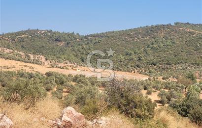 Torbalı'da 6700 m2 Zeytinlik!!!