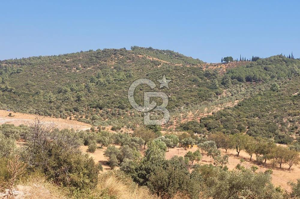 Torbalı'da 6700 m2 Zeytinlik!!!