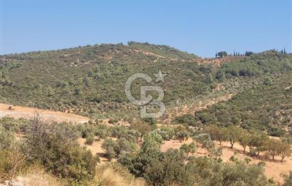 Torbalı'da 6700 m2 Zeytinlik!!!