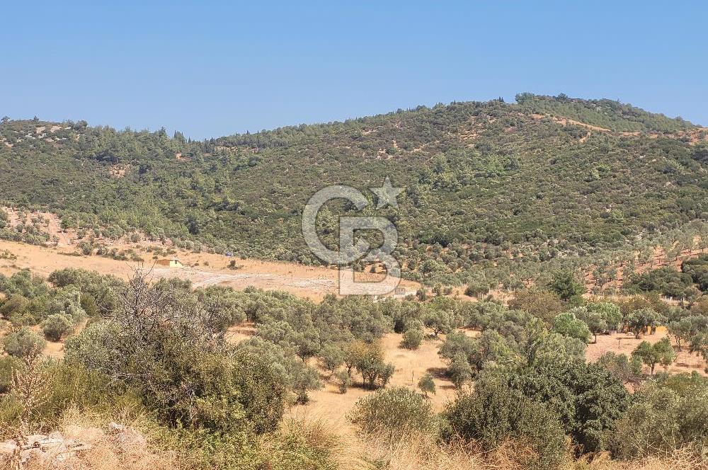 Torbalı'da 6700 m2 Zeytinlik!!!