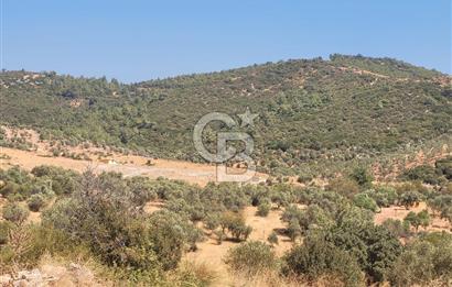 Torbalı'da 6700 m2 Zeytinlik!!!