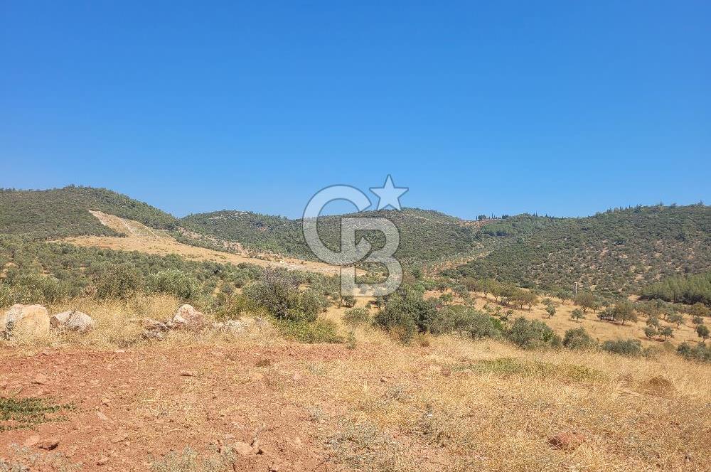 Torbalı'da 6700 m2 Zeytinlik!!!