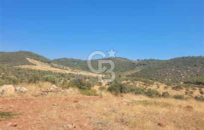 Torbalı'da 6700 m2 Zeytinlik!!!
