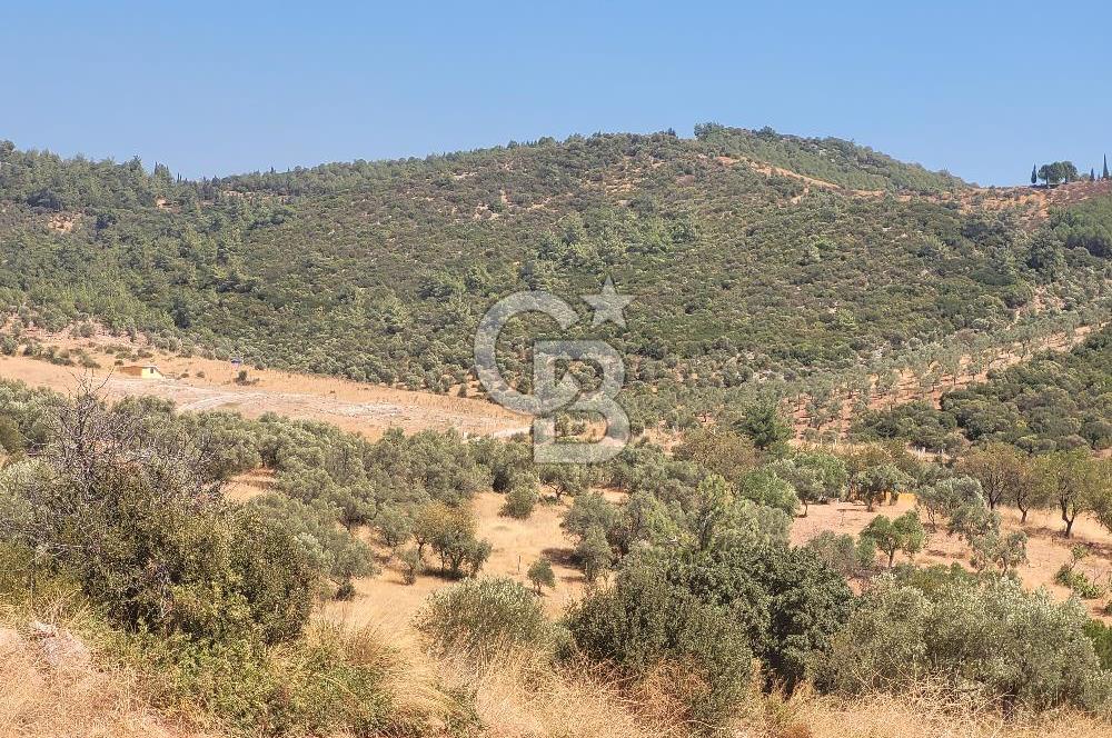 Torbalı'da 6700 m2 Zeytinlik!!!