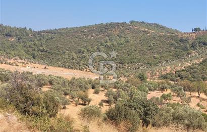 Torbalı'da 6700 m2 Zeytinlik!!!