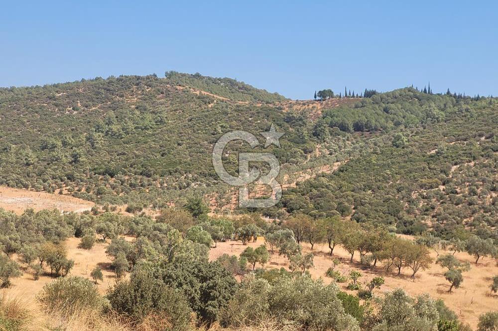 Torbalı'da 6700 m2 Zeytinlik!!!