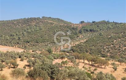 Torbalı'da 6700 m2 Zeytinlik!!!