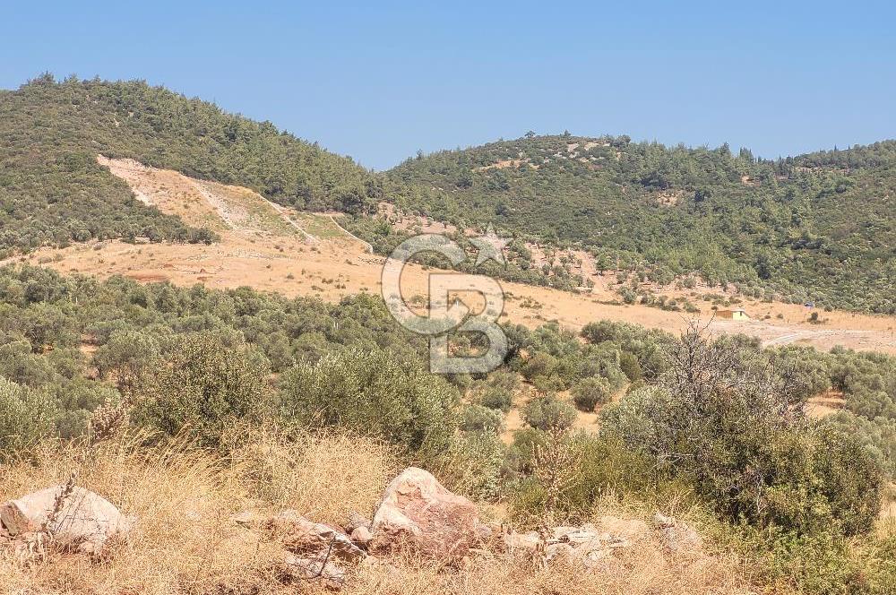 Torbalı'da 6700 m2 Zeytinlik!!!