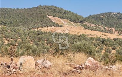 Torbalı'da 6700 m2 Zeytinlik!!!