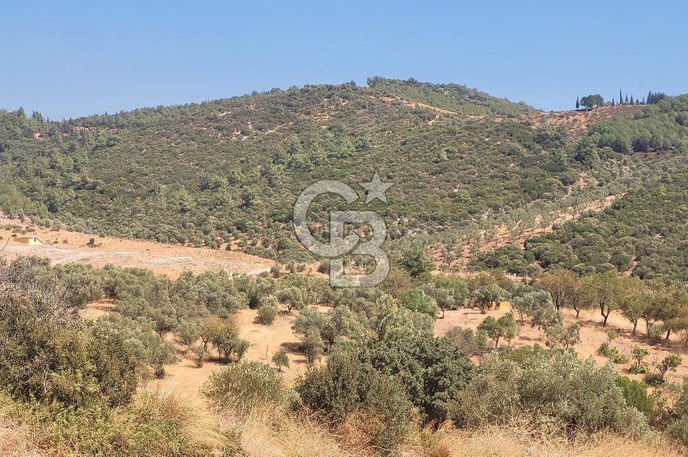 Torbalı'da 6700 m2 Zeytinlik!!!