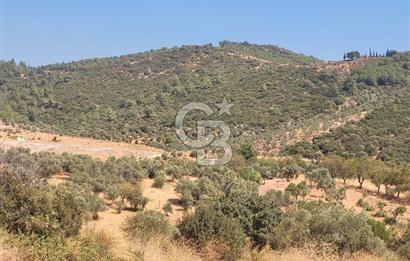 Torbalı'da 6700 m2 Zeytinlik!!!
