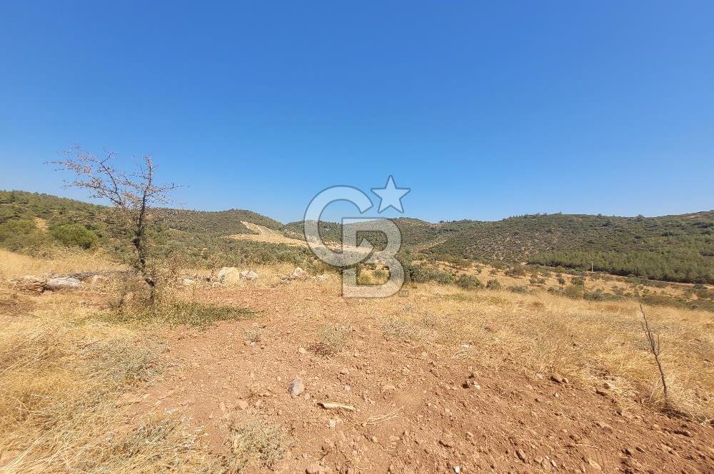 Torbalı'da 6700 m2 Zeytinlik!!!
