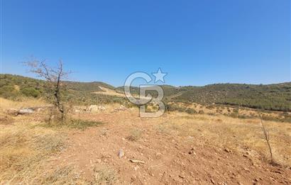 Torbalı'da 6700 m2 Zeytinlik!!!