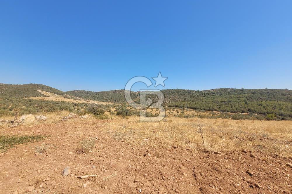 Torbalı'da 6700 m2 Zeytinlik!!!