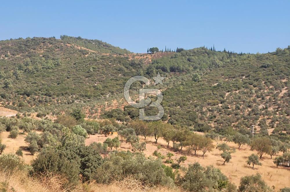 Torbalı'da 6700 m2 Zeytinlik!!!