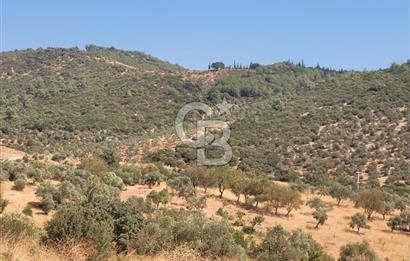 Torbalı'da 6700 m2 Zeytinlik!!!
